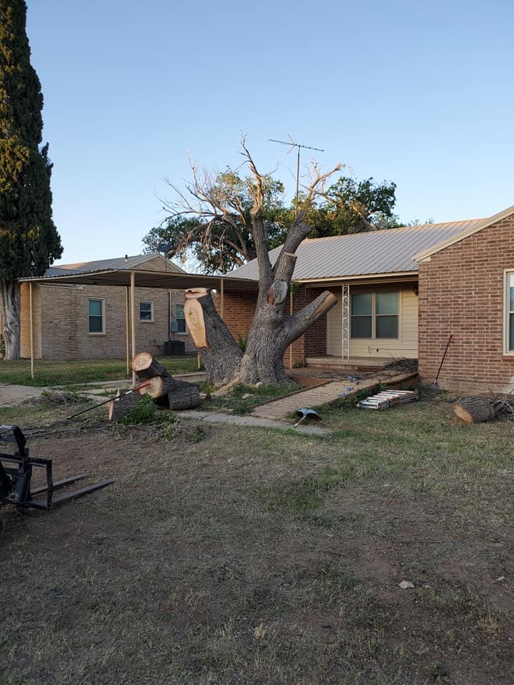 tree in front of house